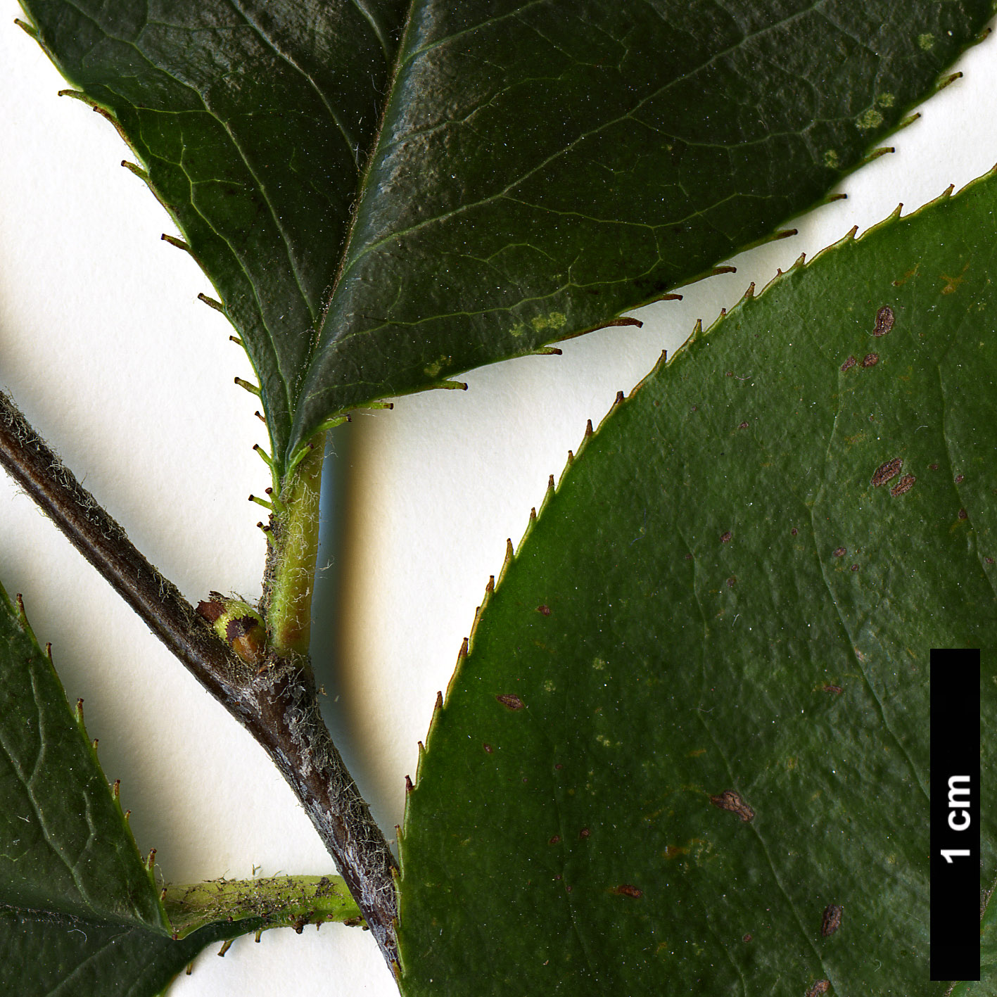 High resolution image: Family: Rosaceae - Genus: Pseudocydonia - Taxon: sinensis